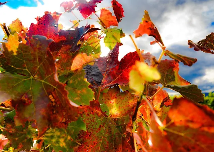 Annas Oase * Meckenheim (Rhineland-Palatinate)