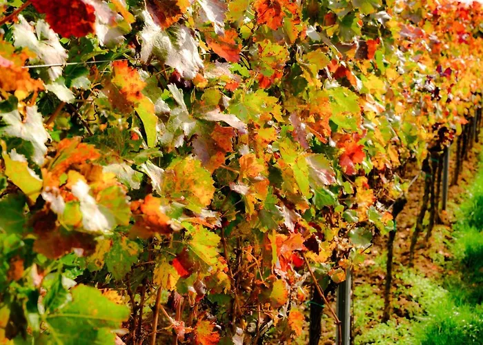 Annas Oase Meckenheim (Rhineland-Palatinate)